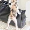 Liebe Katzenkinder Cali und Eddie