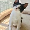 Liebe Katzenkinder Cali und Eddie