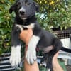 bobby (m ~6 monate) auf der suche nach seinem glück