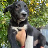 bobby (m ~6 monate) auf der suche nach seinem glück