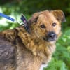 Stattlicher Begleiter mit viel Potenzial: Grisha