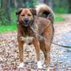 Stattlicher Begleiter mit viel Potenzial: Grisha