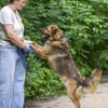 Stattlicher Begleiter mit viel Potenzial: Grisha