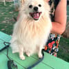 Toto m ~1,5 J sucht power frauchen/ herrchen