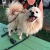 Toto m ~1,5 J sucht power frauchen/ herrchen