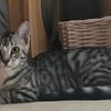 Lilly