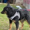 Schwarze Eleganz- Bessie