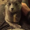 Hanni sucht ihr für immer zu Hause !