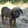 Kleine Welpenseele- Zaria