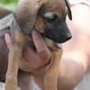 Kleine Abenteurerin- Pixie