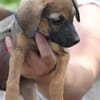 Kleine Abenteurerin- Pixie