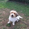 XENA (a trouver sa famille)