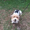 XENA (a trouver sa famille)