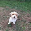 XENA (a trouver sa famille)