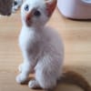 Bluey (réservé)