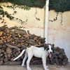 ARES (Martina)