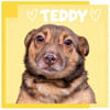 Teddy