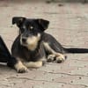 Zorro