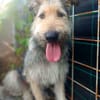 Sierra