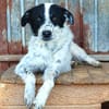 Pongo