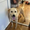 Buddy
