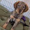🐾💕 SARISA  EIN ZARTES HUNDEHERZ SUCHT SEIN ZUHAUSE