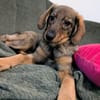 🐾💕 SARISA  EIN ZARTES HUNDEHERZ SUCHT SEIN ZUHAUSE