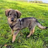 🐾💕 SARISA  EIN ZARTES HUNDEHERZ SUCHT SEIN ZUHAUSE