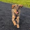 🐾💕 SARISA  EIN ZARTES HUNDEHERZ SUCHT SEIN ZUHAUSE