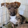 🐾💕 SARITA  KLEINES HUNDEMÄDCHEN SUCHT IHRE MENSCHEN 💕🐾