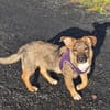 🐾💕 SARITA  KLEINES HUNDEMÄDCHEN SUCHT IHRE MENSCHEN 💕🐾