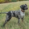 Kinderliebes, agiles Brackenmixmädchen sucht Familie