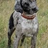 Kinderliebes, agiles Brackenmixmädchen sucht Familie