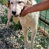 TODDY - großer Hund, großes Herz, große