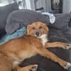 🐾❤ KALLE (ARAMIS) SUCHT SEINEN PLATZ IM LEBEN