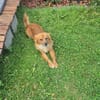 🐾❤ KALLE (ARAMIS) SUCHT SEINEN PLATZ IM LEBEN