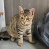Delilah, neugierige kleine Tigerdame, ca. 6 Monate *in 76149