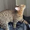Delilah, neugierige kleine Tigerdame, ca. 6 Monate *in 76149