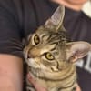 Delilah, neugierige kleine Tigerdame, ca. 6 Monate *in 76149