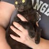Carlito, neugieriges Pantherkitten, ca. 6 Monate *in 76149 K