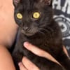 Carlito, neugieriges Pantherkitten, ca. 6 Monate *in 76149 K