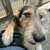 MINNIE - Lebensfreude auf Pfoten
