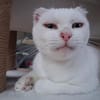 Unser liebes Katzenmädchen Diya sucht ihr goldenes Körbchen