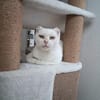 Unser liebes Katzenmädchen Diya sucht ihr goldenes Körbchen
