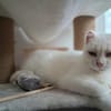 Unser liebes Katzenmädchen Diya sucht ihr goldenes Körbchen