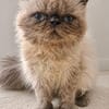 Cappuccino  bezaubernder Perserkater sucht liebevolles Zuha