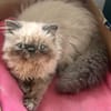 Cappuccino  bezaubernder Perserkater sucht liebevolles Zuha