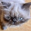 Cappuccino  bezaubernder Perserkater sucht liebevolles Zuha