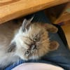Cappuccino  bezaubernder Perserkater sucht liebevolles Zuha