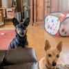 Die liebe Candy sucht ihr Zuhause